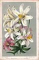 Lilium washingtonianum