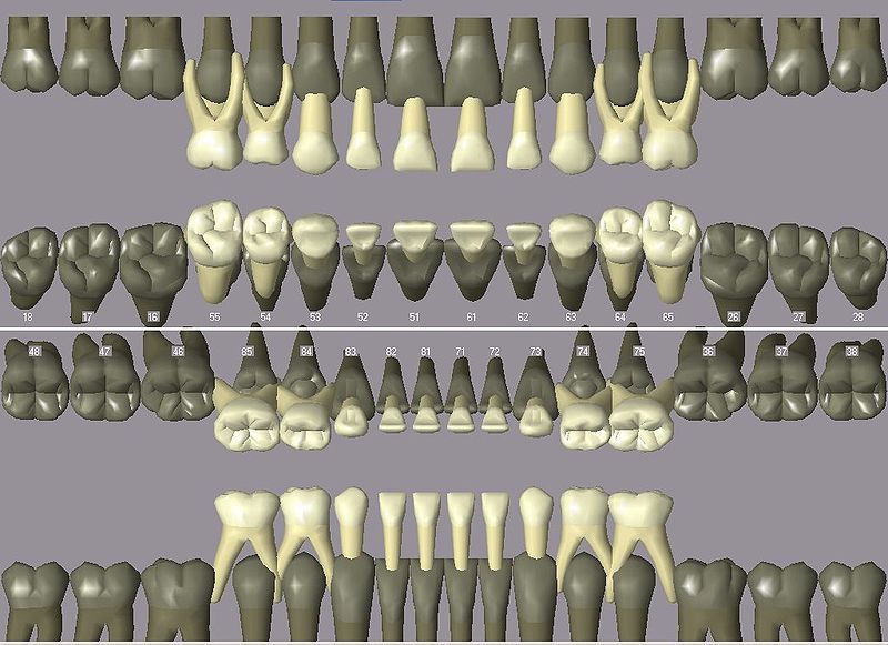 File:Primary dentition.jpg