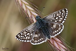 Pyrgus sidae