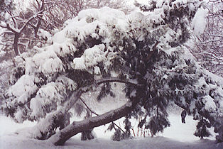 Snow-covered tree in Prospect Park, Brooklyn