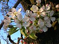 Close-up on flowers of Pyrus pyraster