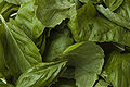 Fresh basil leaves