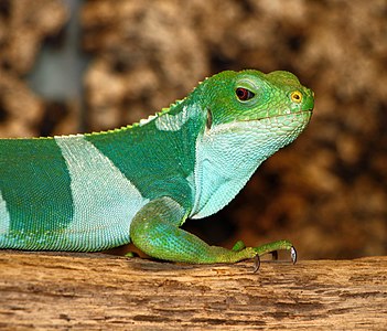 Brachylophus fasciatus (Fiji Banded Iguana)