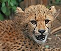 Image 2 Cheetah Photo: Muhammad Mahdi Karim A close-up view of a cheetah (Acinonyx jubatus) cub. Unlike some other cats, the cheetah is born with its characteristic spots, as well as a downy underlying fur on their necks extending to mid-back, which gives the cub the appearance of the Honey Badger, to scare away potential aggressors. Despite this, up to 90% of cheetah cubs are killed by predators in the early weeks of life. Healthy adult cheetahs have few predators because of their speed. More selected pictures