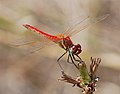   ♂ العربية: اليعسوب السهمي الأحمر الجناح English: Sympetrum fonscolombii (Red-veined darter)