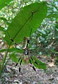 Radnetzspinne (Nephilia sp.)