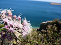 Flowers in Isla del Sol.