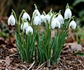 * Nomination Snowdrops in the winter garden.--Famberhorst 16:50, 22 February 2013 (UTC) * Decline Slight overexposure. --Mattbuck 17:36, 2 March 2013 (UTC)