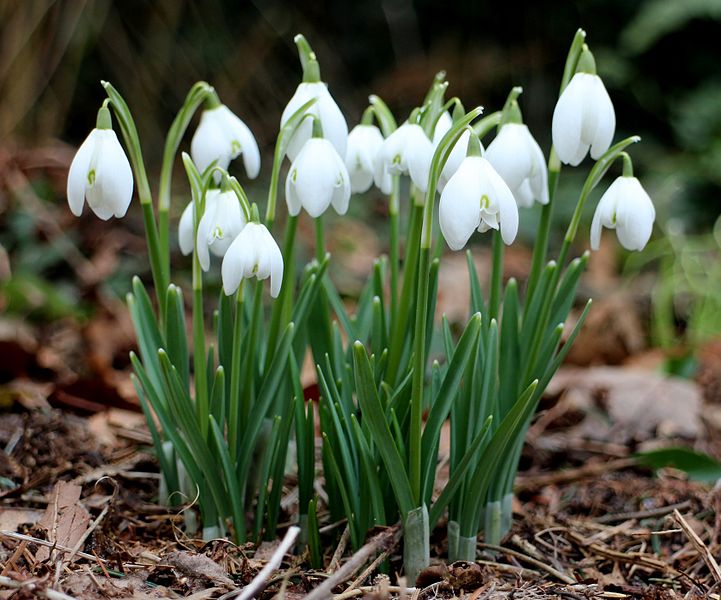 File:Galanthus nivalis (sneeuwklok).jpg