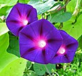 Okrasná povijnice nachová (Ipomoea purpurea)