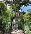 Jōmon Sugi (Yakushima)