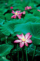 Waterlilies - Lotus Flower - Kakadu National Park 2007