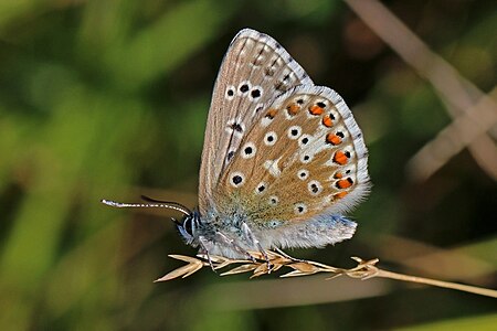 ♂ Lysandra bellargus (Adonis Blue)