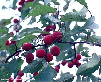 Fruits and foliage