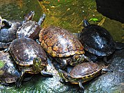 Freshwater turtles at the Selva de los Tuxtlas exhibit.