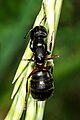 العربية: النمل النجّار English: Camponotus herculeanus (Carpenter ant)