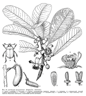 Degeneria vitiensis, tiaknang