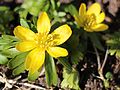 * Nomination: Flower Eranthis hyemalis (winter aconite) is under the pollen.--Famberhorst 18:27, 2 March 2013 (UTC) * * Review needed