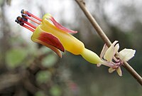 Fuchsia procumbens