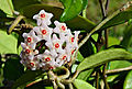 * Nomination Hoya (Hoya carnosa), inflorescence, in a garden, France.. --JLPC 17:57, 8 August 2013 (UTC) * Promotion Good Quality --Rjcastillo 20:19, 8 August 2013 (UTC)