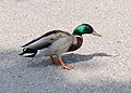 * Nomination Mallard - Anas platyrhynchos (male) found in the gardens of Schönbrunn palace. --MrPanyGoff 22:38, 1 March 2013 (UTC) * Promotion Good quality. --JDP90 18:11, 4 March 2013 (UTC)