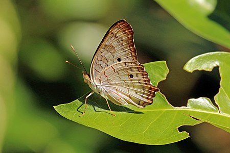 Anartia jatrophae subsp. jatrophae (White Peacock)