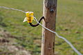 * Nomination Plastics insulator on an electric fence --Kreuzschnabel 14:30, 9 March 2013 (UTC) * Promotion Good quality. --Poco a poco 16:27, 9 March 2013 (UTC)