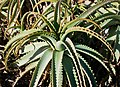 * Nomination Aloe arborescens - Lanzarote, Canary Islands, Spain. --Nikodem Nijaki 11:49, 12 March 2013 (UTC) * Promotion How is something so spiky so soft. --Mattbuck 11:26, 18 March 2013 (UTC)