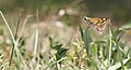 Carterocephalus palaemon (Chequered Skipper)