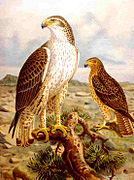 Couple d'aigles de Bonelli