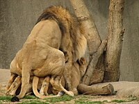 Lions mating