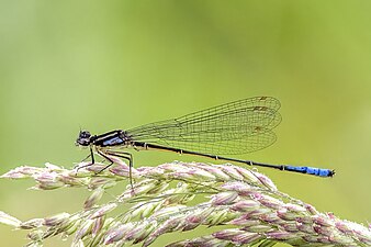 Mesamphiagrion laterale adult male, Colombia