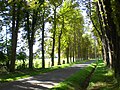 Viale alberato in Normandia, Francia