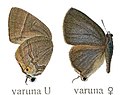 Male underside on left and female