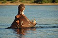 71 Chobe River Front, Botswana (2625496300) uploaded by File Upload Bot (Magnus Manske), nominated by Tomer T,  10,  1,  0