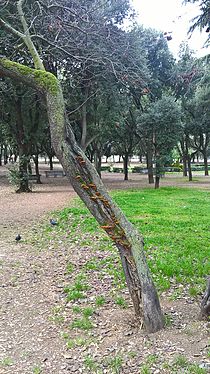 A diagonal tree trunk covered with fungi