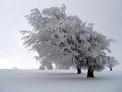 Windbuchen im Winter (von Richardfabi)