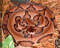 eastern copperhead