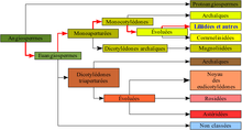 "Représentation graphique de la classification phylogénétique"