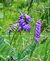 ptičja grašica (Vicia cracca)