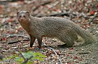 herpestes edwardsii Indian Gray Mongoose in Hyderabad