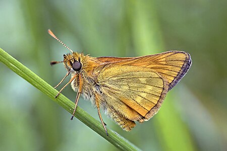 Ochlodes sylvanus (Large Skipper)