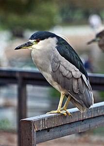 Gece balıkçılı (Nycticorax nycticorax) (Üreten: Calibas)