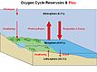 Oxygen cycle