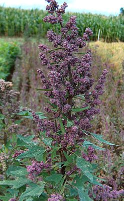 Quinoa (Chenopodium quinoa)