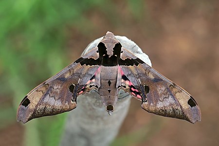 Adhemarius gannascus (Sphinx moth)