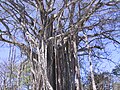 Würgfeige (Ficus sp.)