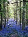 Bluebells