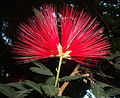 Calliandra tweediei