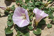 Kosmopolitně se vyskytující Calystegia soldanella nejčastěji roste na pobřežních písčinách